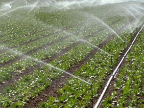 PE農(nóng)用滴灌帶 PE農(nóng)用滴灌帶